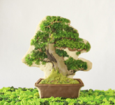 平井理紗 「garden-bonsai」(部分)
HIRAI Risa "garden-bonsai" (detail)