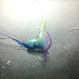 向山裕 「かつおのえぼし」 2014
MUKOYAMA Yutaka
"Portuguese Man O' War (Physalia physalis)"