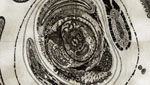 humanité bis
川畑那奈個展　―永久点―
KAWABATA Nana Solo Exhibition -The Poing of Permanence-
2024.8.19（月）‐8.24（土）